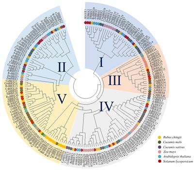 Role of Rubus chingii BBX gene family in anthocyanin accumulation during fruit ripening
